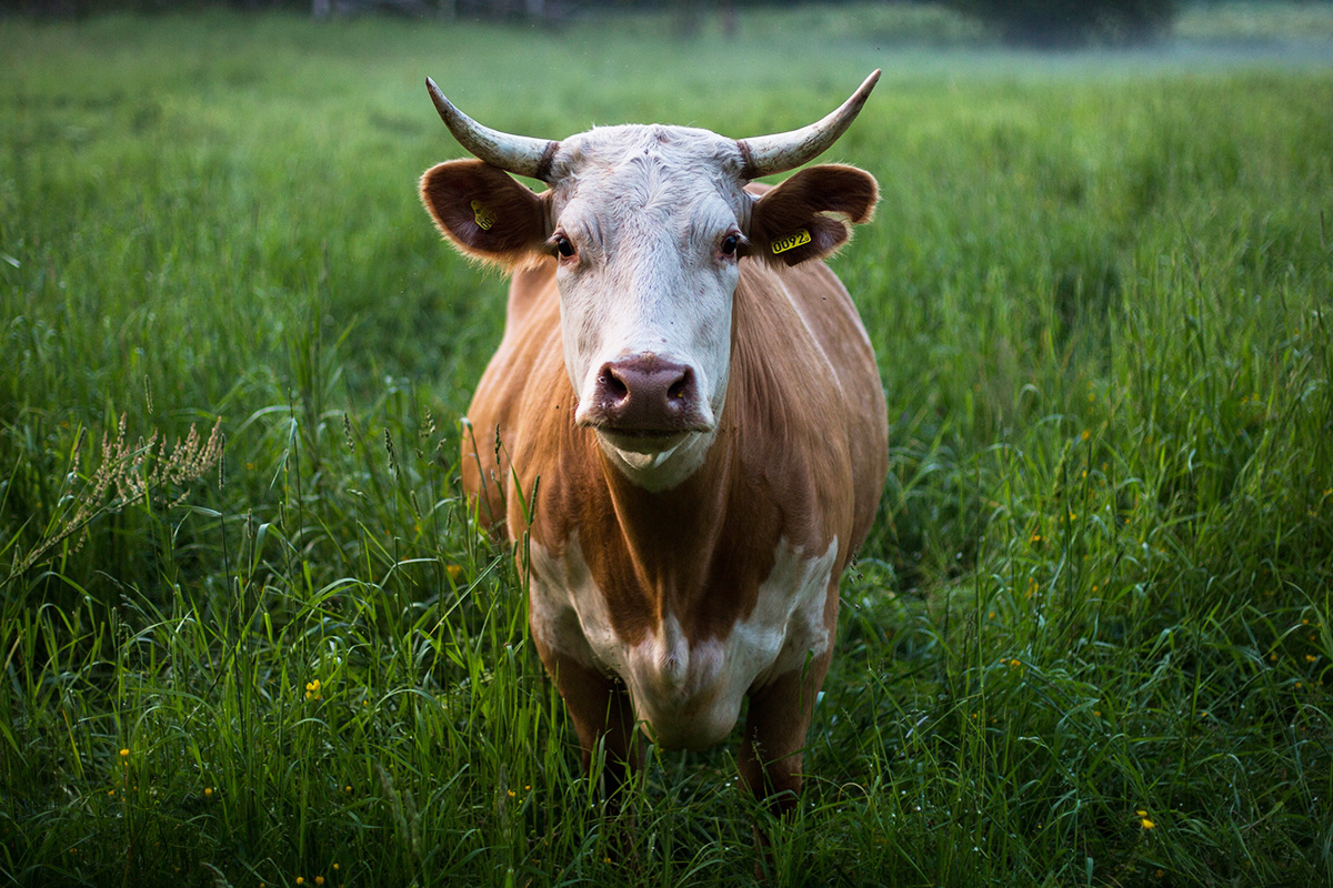 Where’s The Beef? 100% Grass-fed Beef From Central Illinois Farmers