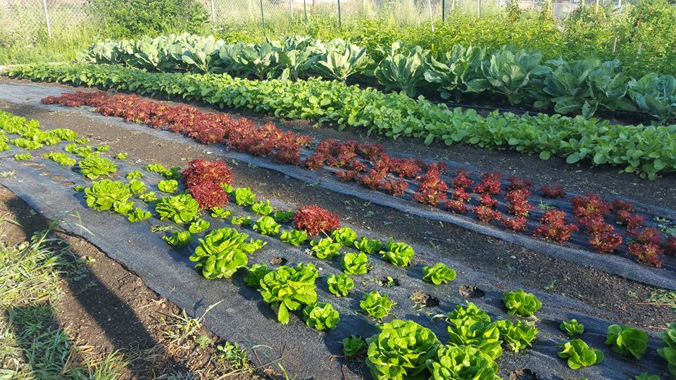 Black-Owned Eden Place Farms’ Heavenly Impact On A South Side Chicago Neighborhood