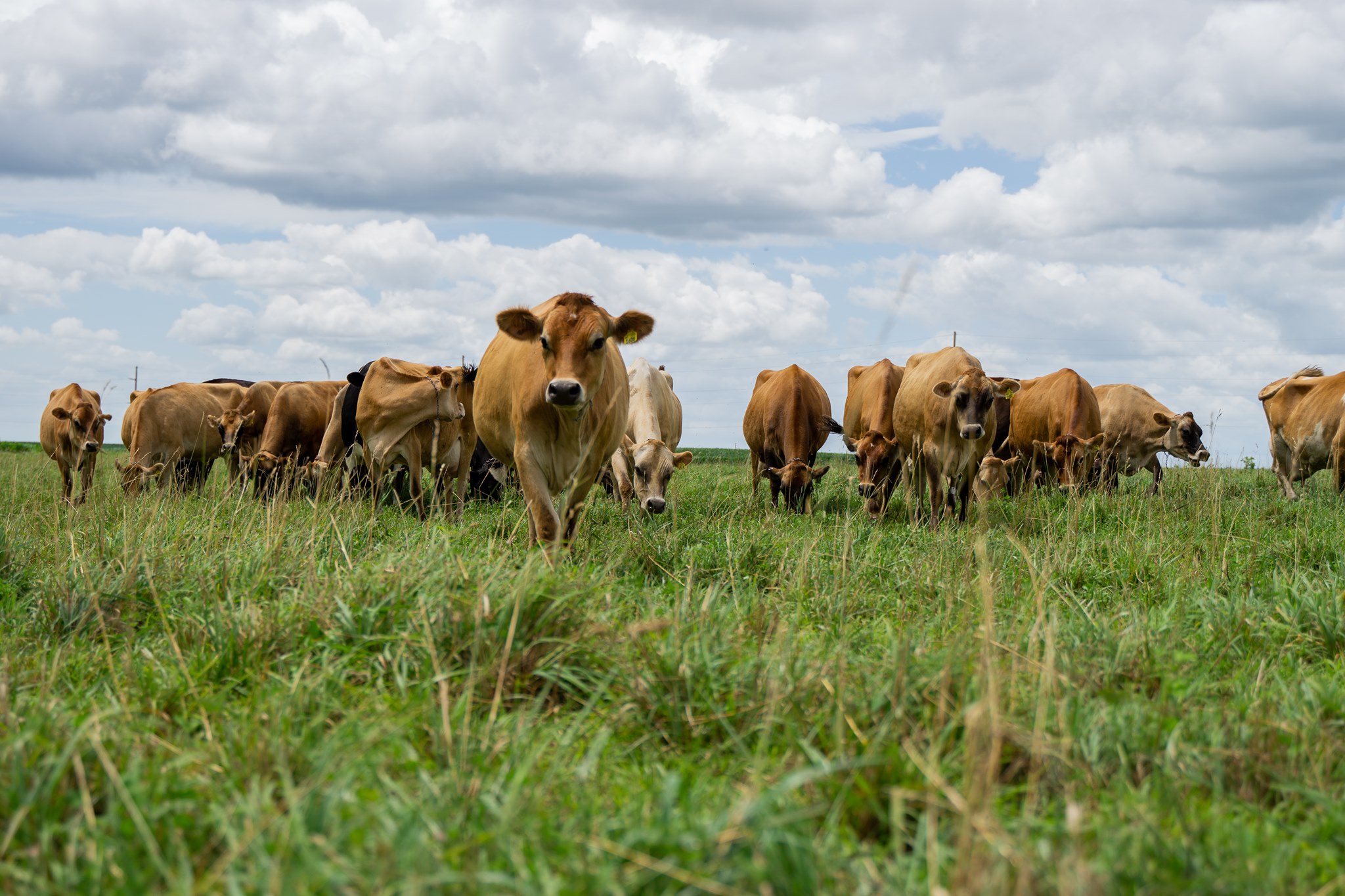 Shop For Local Milk, Cheese, And Dairy Near You During Dairy Month