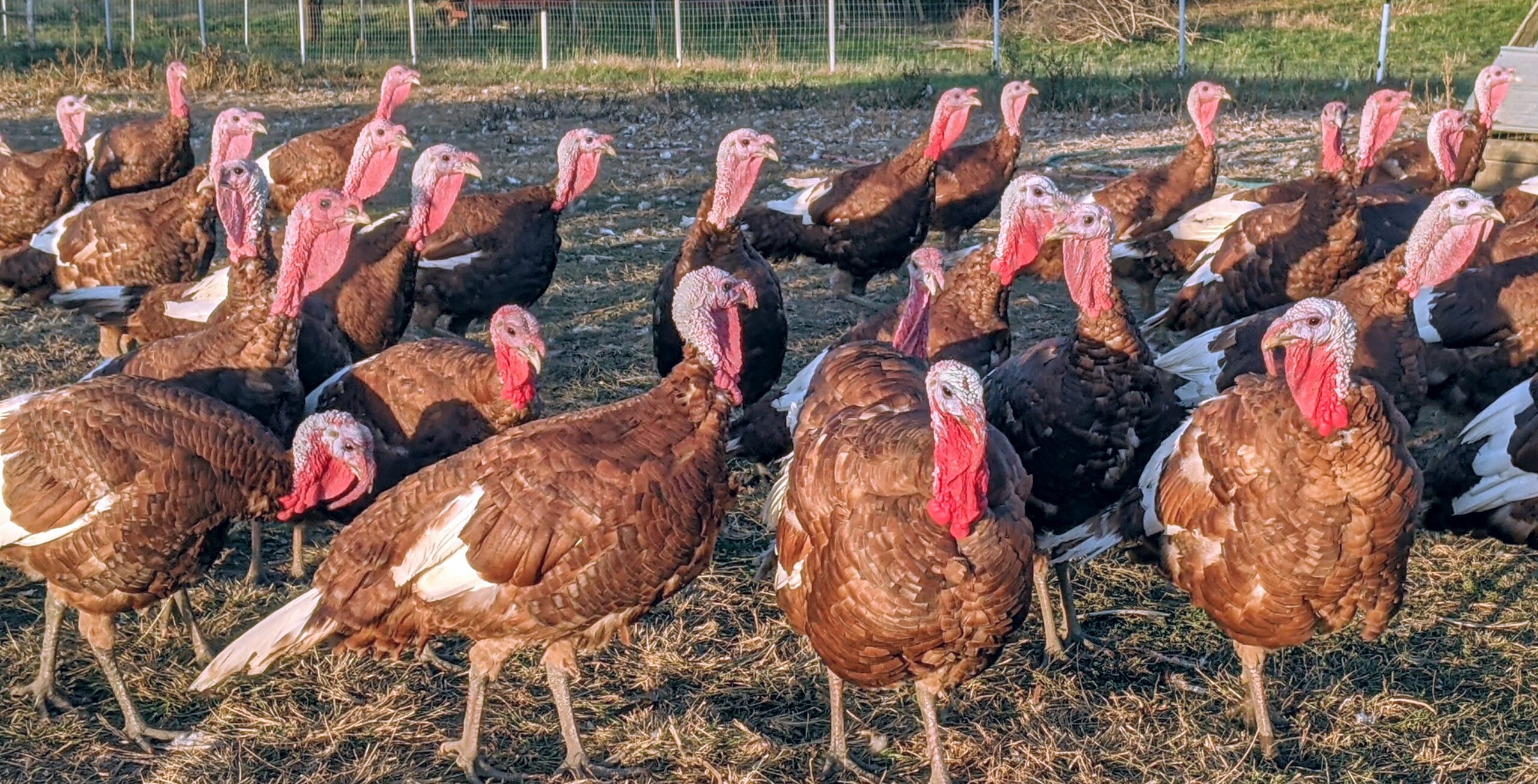 Costco fresh turkey for thanksgiving