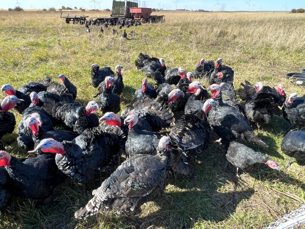 https://buyfreshbuylocal.org/illinois/wp-content/uploads/sites/3/2022/11/Mint-Creek-turkeys-in-paddock-101922-1024x768.jpg