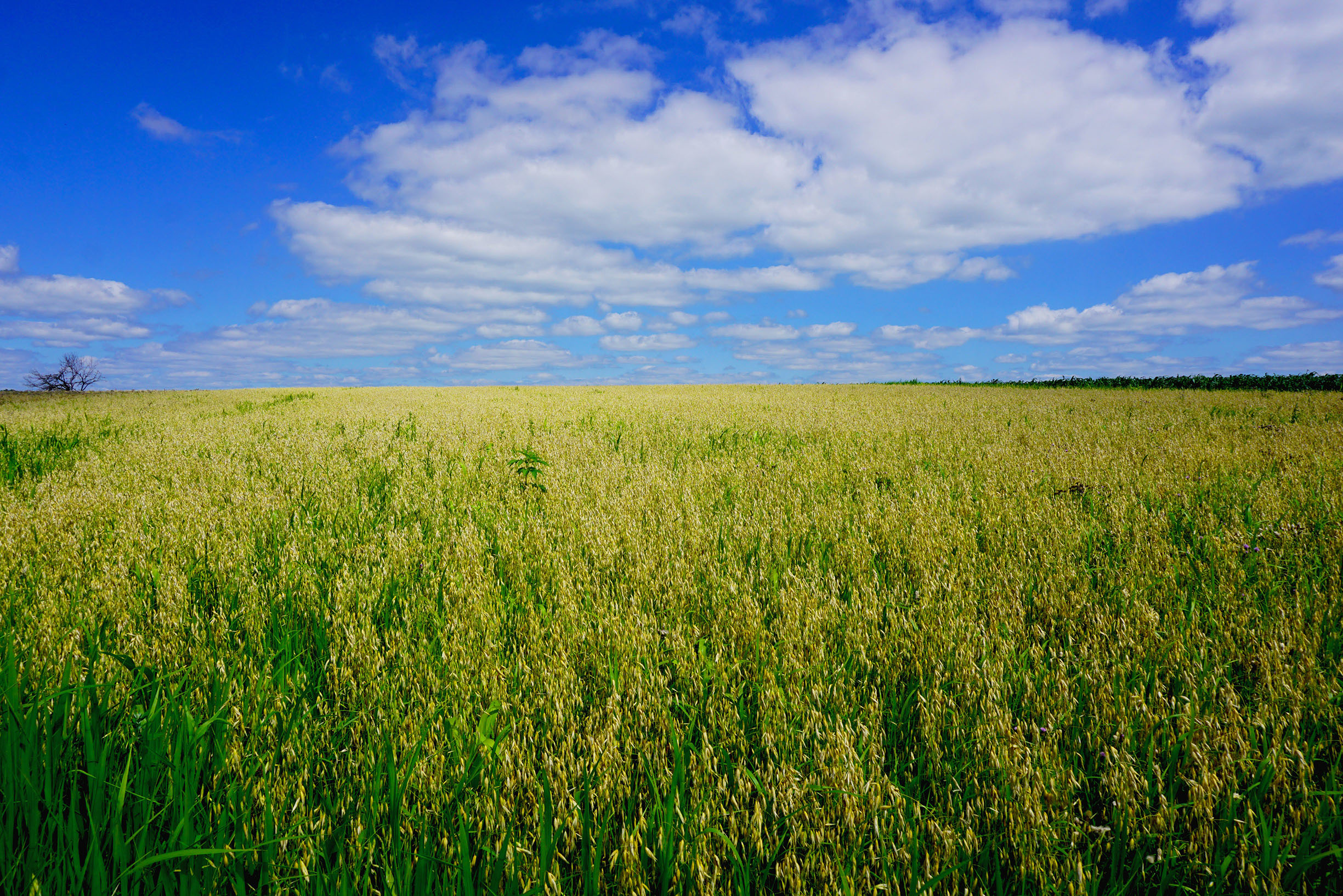 Amber Waves Of Local Grain As More Farmers Offer Healthy, Sustainable, Tasty Options