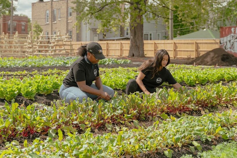 More Farmers Of Color Joining Illinois’ Agricultural Legacy
