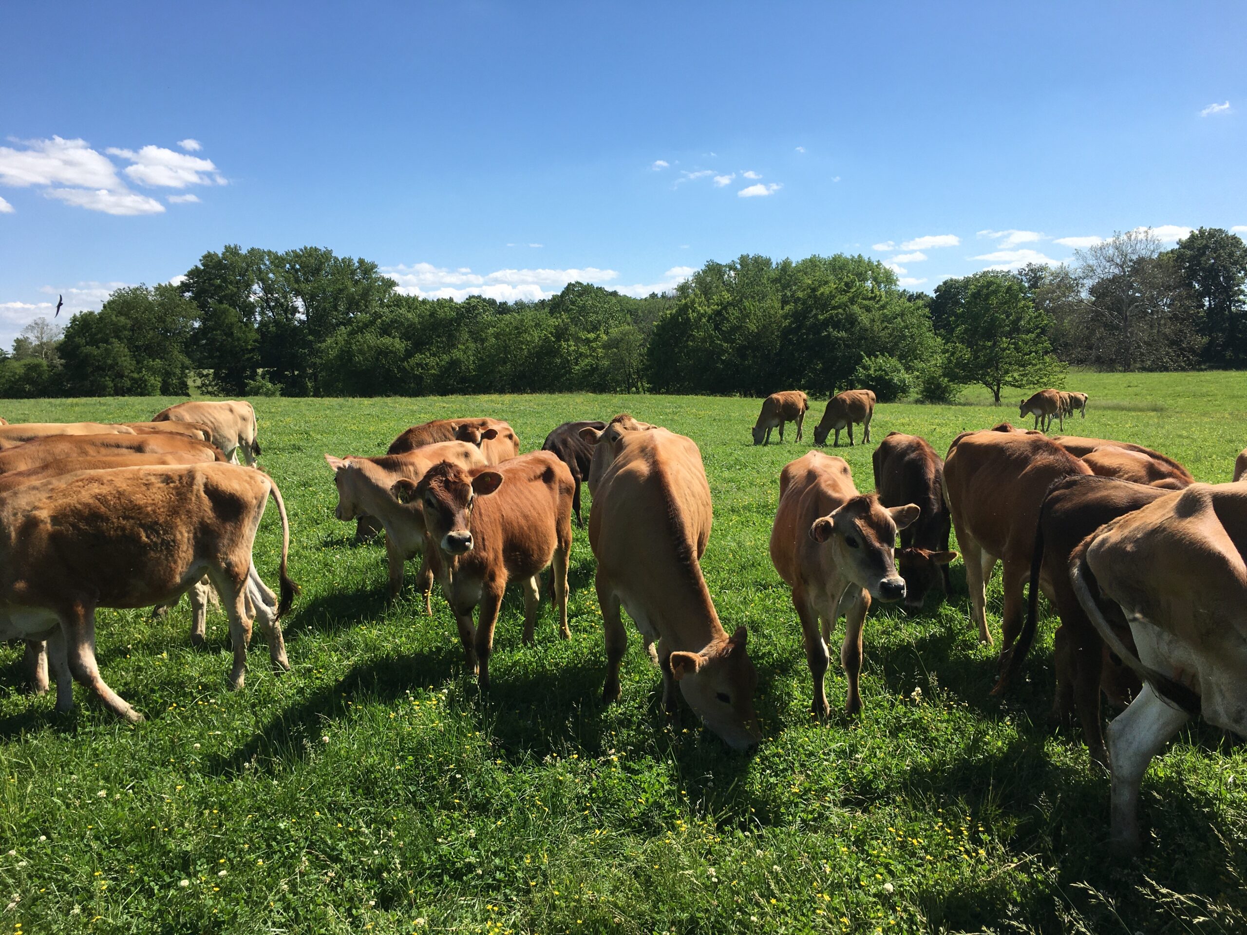‘Whey’ Cool: A Look At Two Sustainable Illinois Dairies