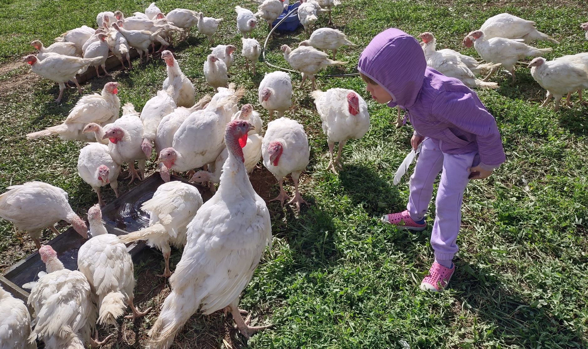 Time To Gobble Up Locally Raised Thanksgiving Turkeys