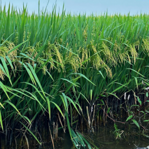Cahokia rice growing in field